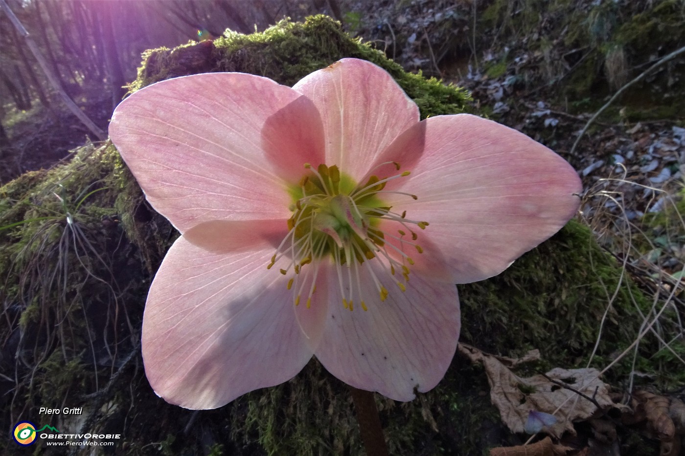 32 Rosa di Natale -Elleboro (Helleborus niger).JPG